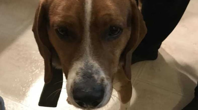 A beagle was found buried under trash in a Lilburn dumpster Thursday.