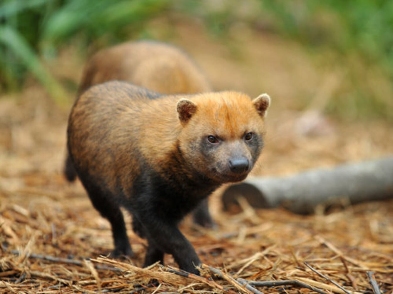 Complex Carnivores at Zoo Atlanta
