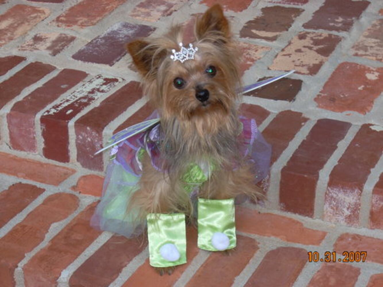 Atlanta's Top Dogs: 6. Yorkshire terriers