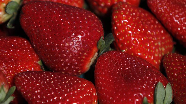 Fresh strawberries are piled after being picked from a field run by UC Davis in Watsonville, Calif., on April 7, 2014. (Francine Orr/Los Angeles Times/MCT)