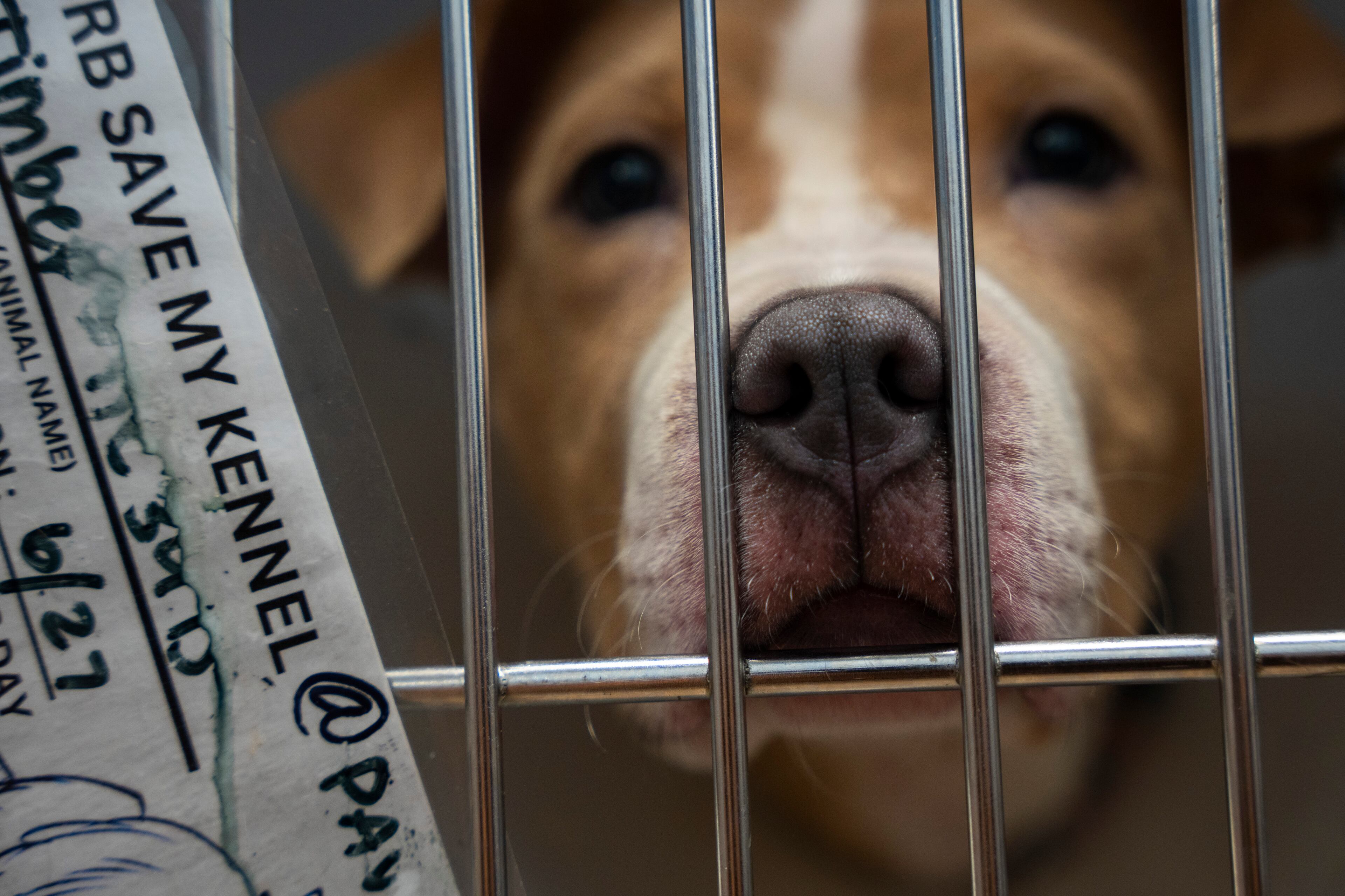 A dog peers through the bars of a cage at the DeKalb Animal Shelter on Tuesday, July 1, 2025,  in Chamblee. (Olivia Bowdoin for the AJC)