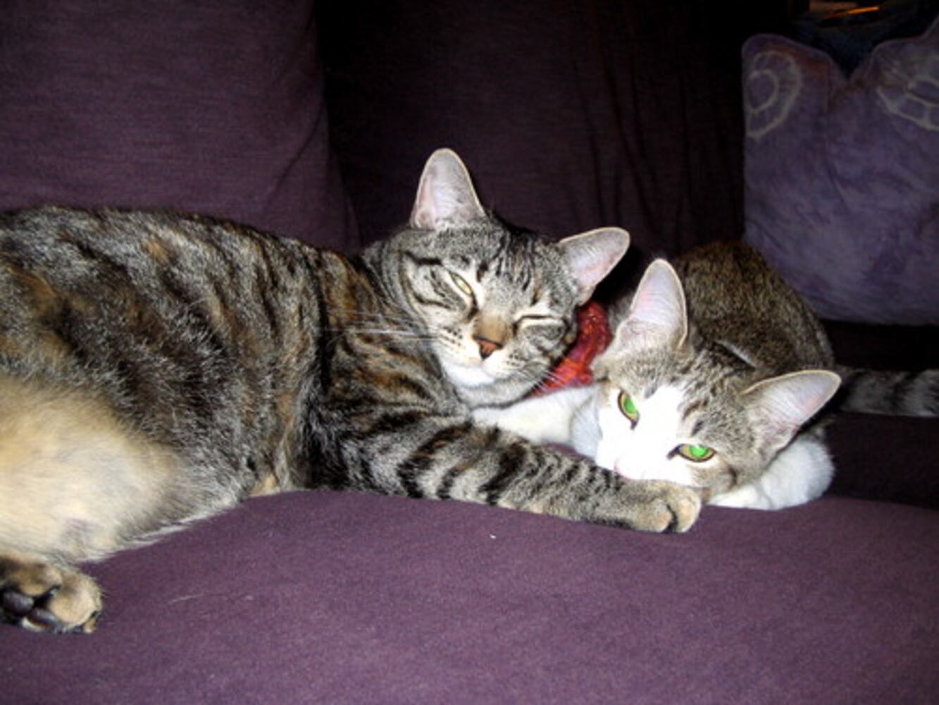 T.G.I.F.: Atlanta's Smiling Pets