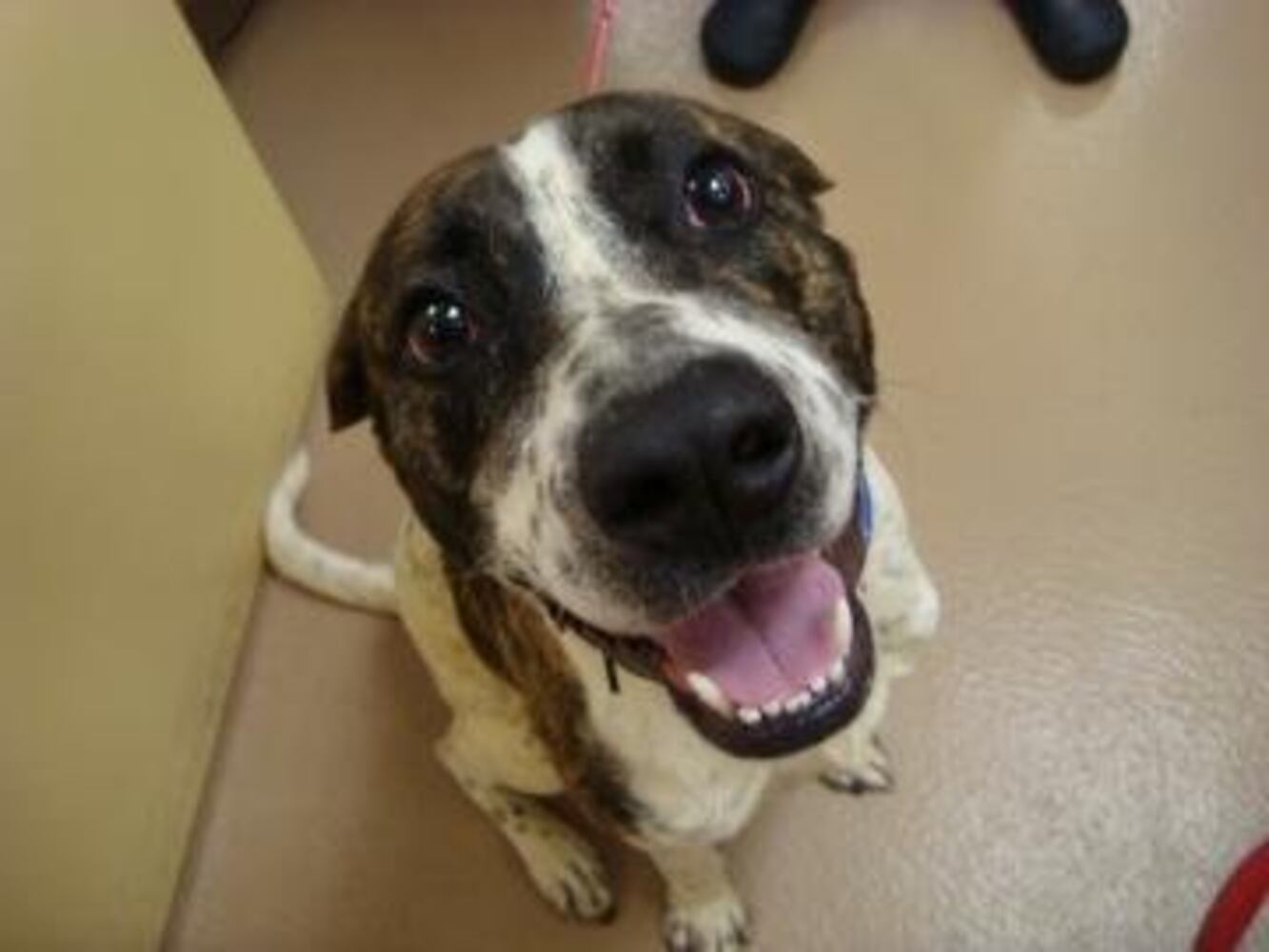 Help Atlanta's adoptable pets find a home: Mar. 24