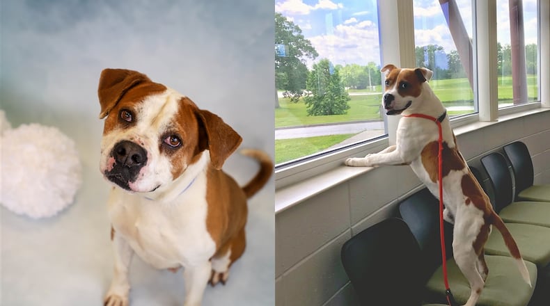 7-year-old Leo and 3-year-old Max both qualify for the Gwinnett County Animal Shelter's discount on older dogs.