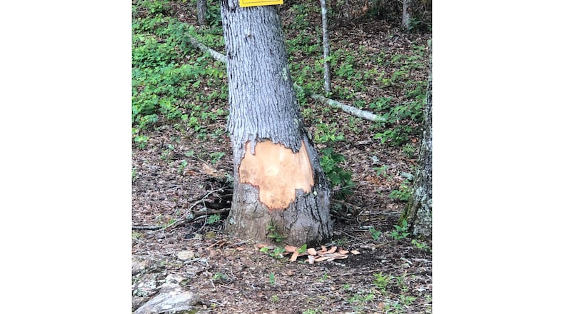 Soil piled around the base of this tree when the wall was built damaged the roots. Root rot invaded and moved up the trunk behind the bark. (Courtesy of Dan Hunt)