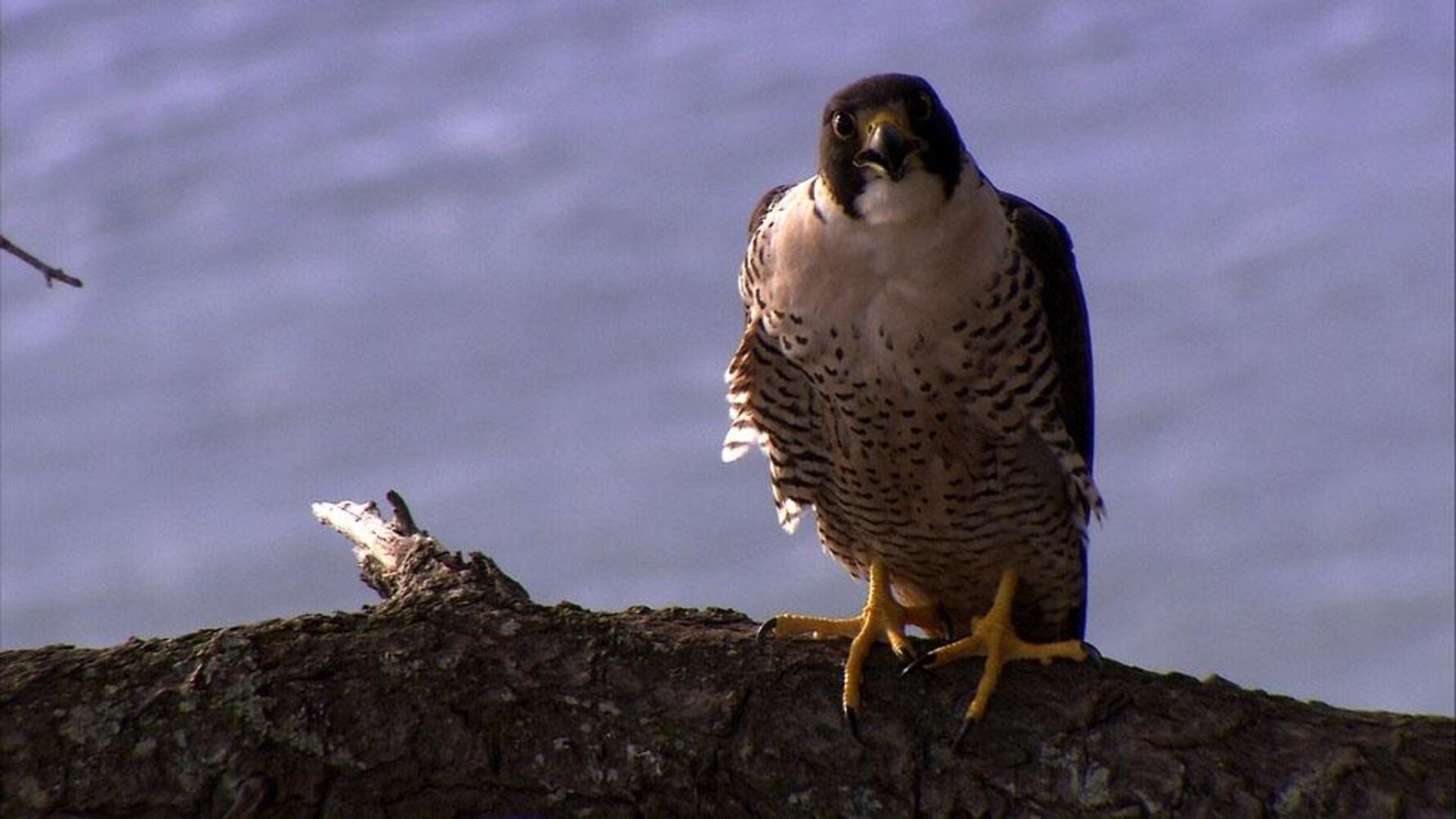 Peregrine Falcon-11sized