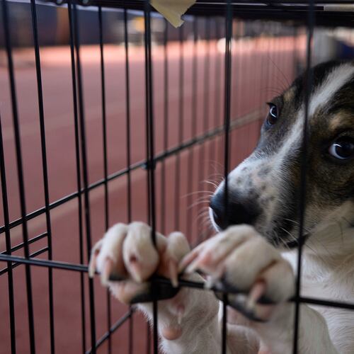 A dogs rescued from recent wildfires looks on at a temporary shelter inside a stadium in Megara, Greece, Wednesday, Aug. 5, 2026. (AP Photo/Petros Giannakouris)