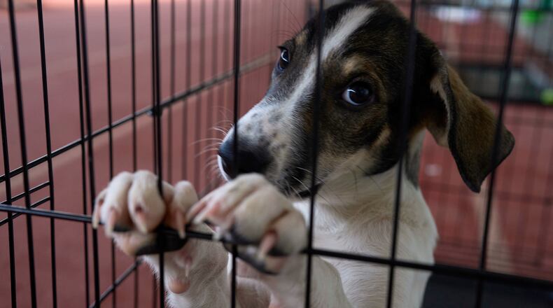 A dogs rescued from recent wildfires looks on at a temporary shelter inside a stadium in Megara, Greece, Wednesday, Aug. 5, 2026. (AP Photo/Petros Giannakouris)
