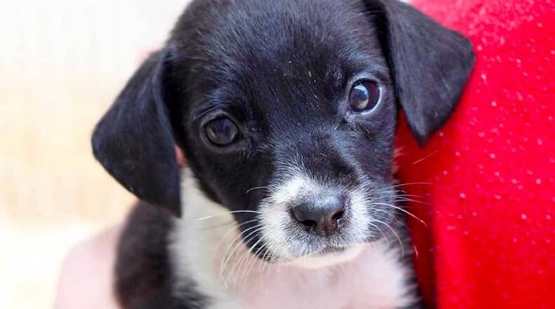 PHOTO: ATLANTA HUMANE SOCIETY