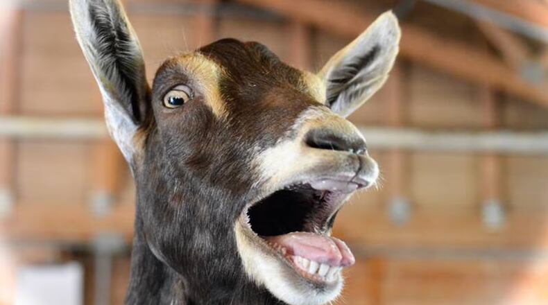 A goat remains on the loose after escaping law enforcement in Duluth, police said. (Channel 2 Action News)