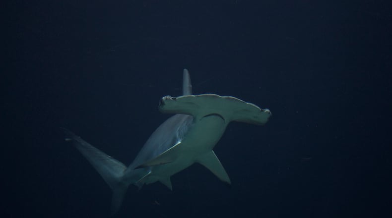 Hammerhead shark. File photo. (Photo: Flickr/Michelle Bender/ Creative Commons: https://creativecommons.org/licenses/by-nc-nd/2.0/)