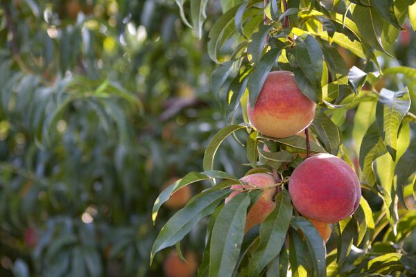 [photo credit Pearson Farm]
