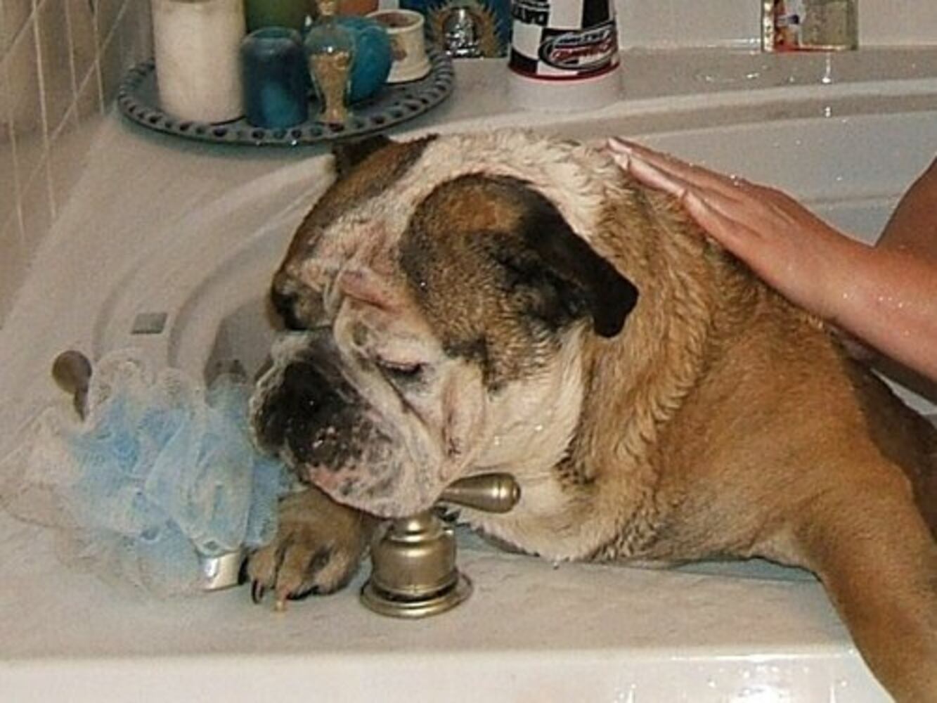 Bath time! Our pets get clean 2