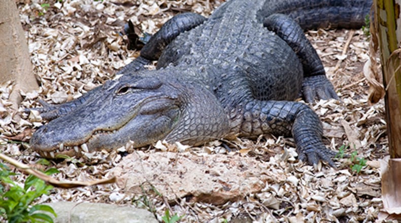 One of four new alligators living in Zoo Atlanta's Slimy Scaly Spectacular. Photo: Zoo Atlanta