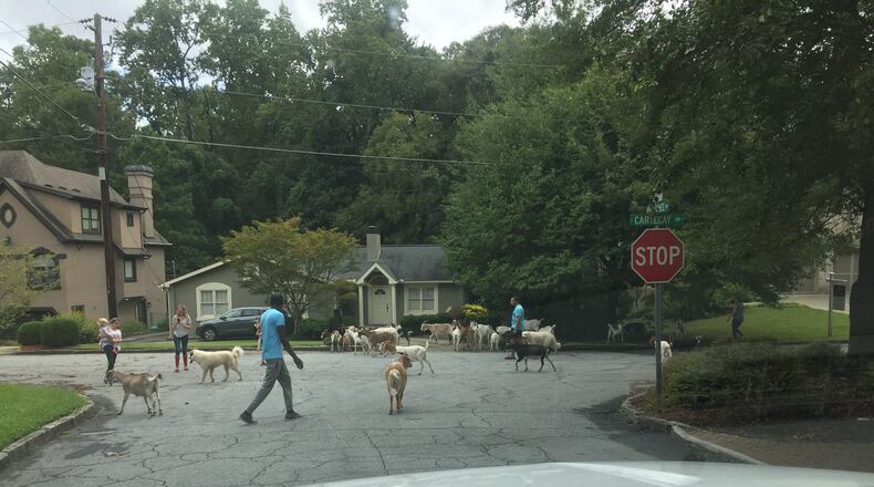 Residents helped round up 38 goats that escaped a detention pond in Brookhaven.