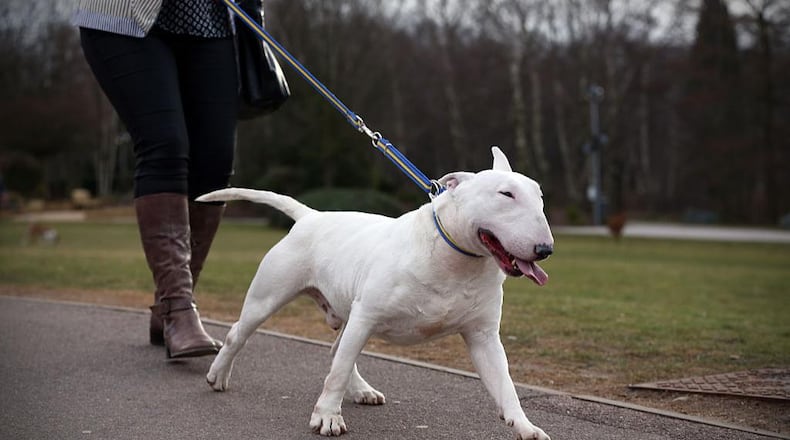 A dog was electrocuted in Florida while out for a walk, police said.