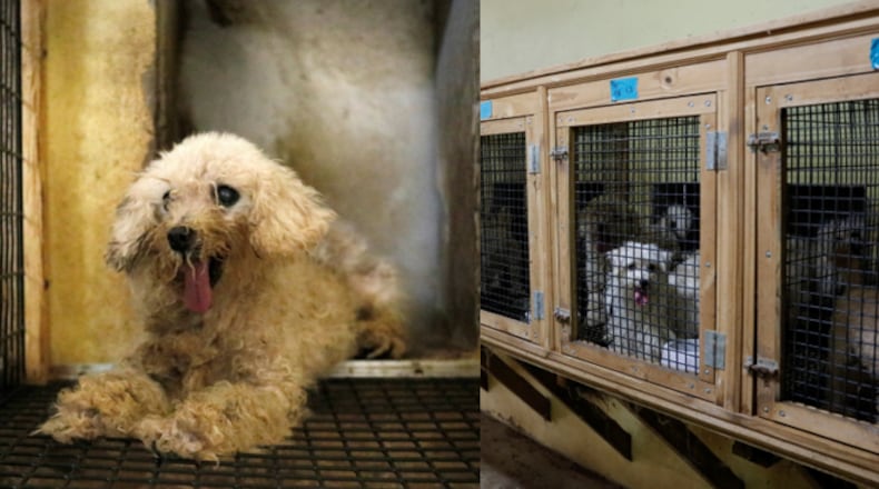 More than 40 Maltipoo dogs were rescued from a Middle Georgia puppy mill, according to the Atlanta Humane Society.