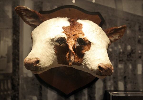 A two-headed calf is shown in a display case at the Capitol Museum in Atlanta.