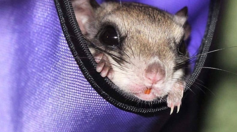 Stella Luna, the flying squirrel. Courtesy of AWARE Wildlife Center