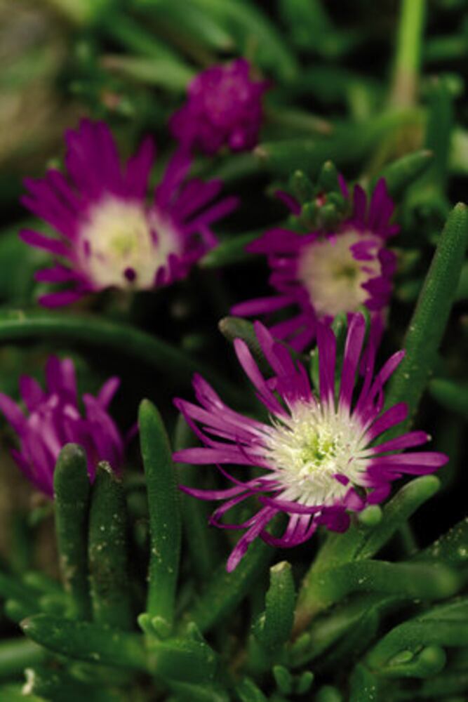 Easy' plants for Southern gardens