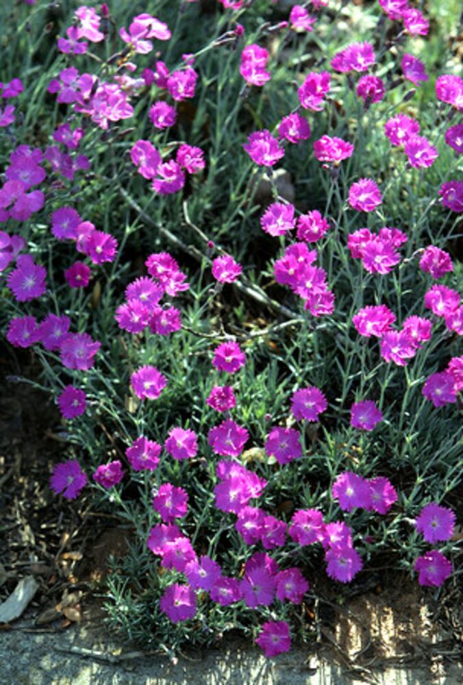 Quick course: What's blooming in metro Atlanta