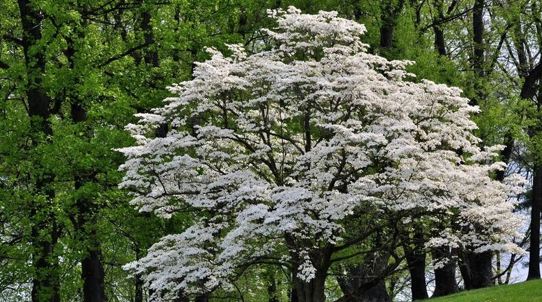 Sandy Springs will increase the city's tree canopy by 400 trees annually. (Courtesy Trees Atlanta)