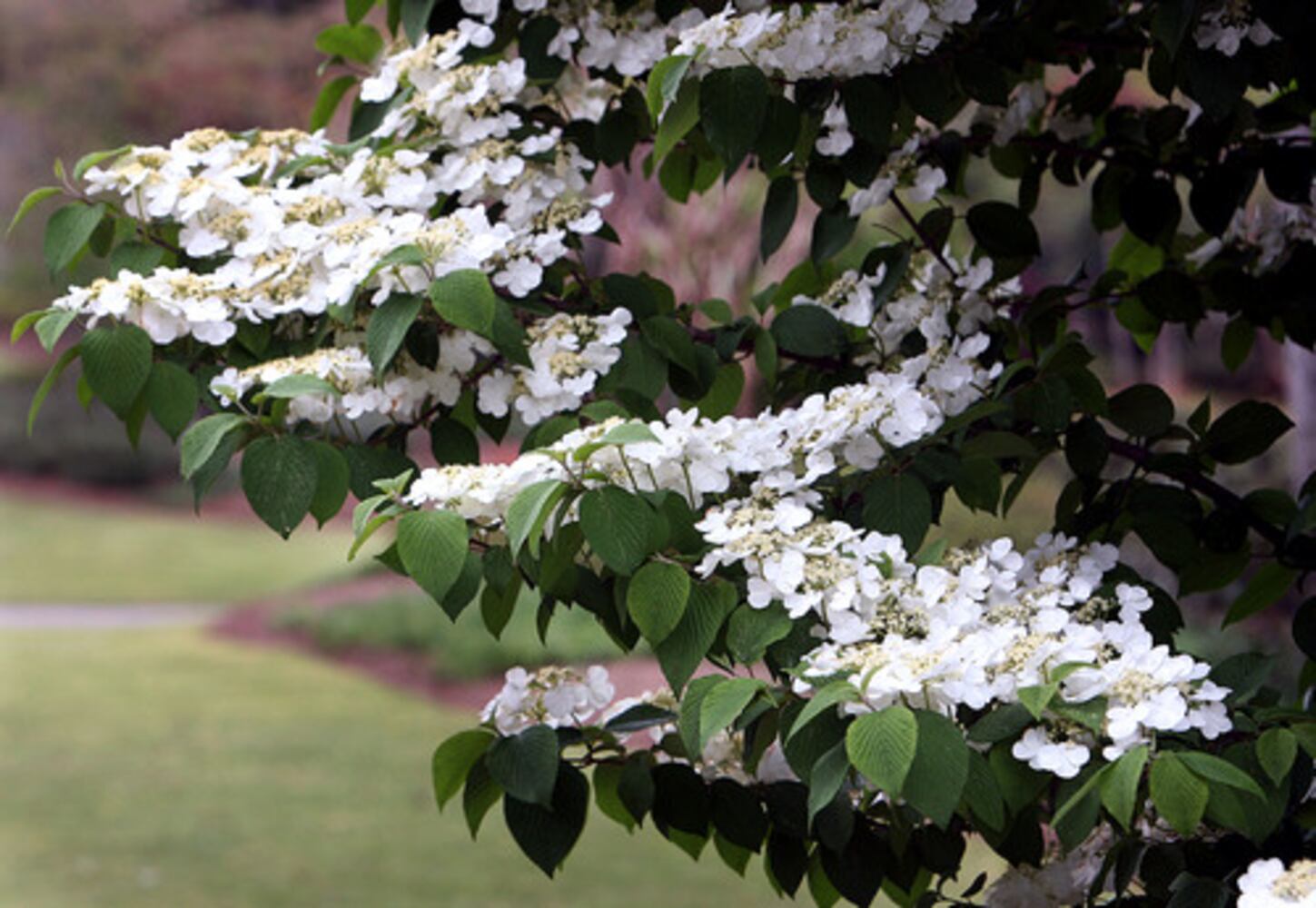 Quick course: What's blooming in metro Atlanta