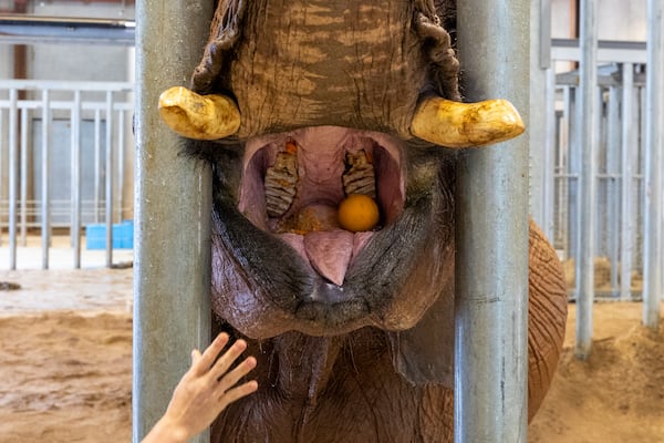 Zookeeper Kirby Miller feeds African savanna elephant Kelly at Zoo Atlanta in Atlanta on Tuesday, July 1, 2025. (Arvin Temkar/AJC)