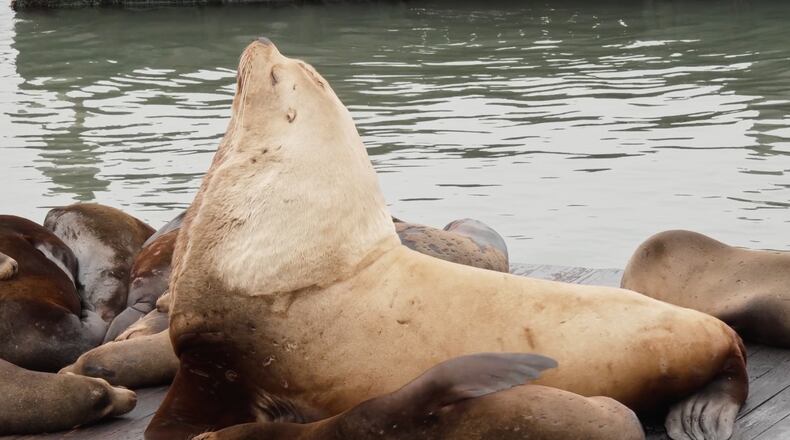 Chonkers, a giant Steller sea lion, sits on a dock at San Francisco's Fishermen's Wharf, Thursday, April 30, 2026. (AP Photo/Haven Daley)