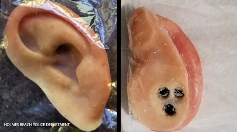 The beachgoer turned the ear into Holmes Beach police, who posted photos on Facebook. (WFTV.com)