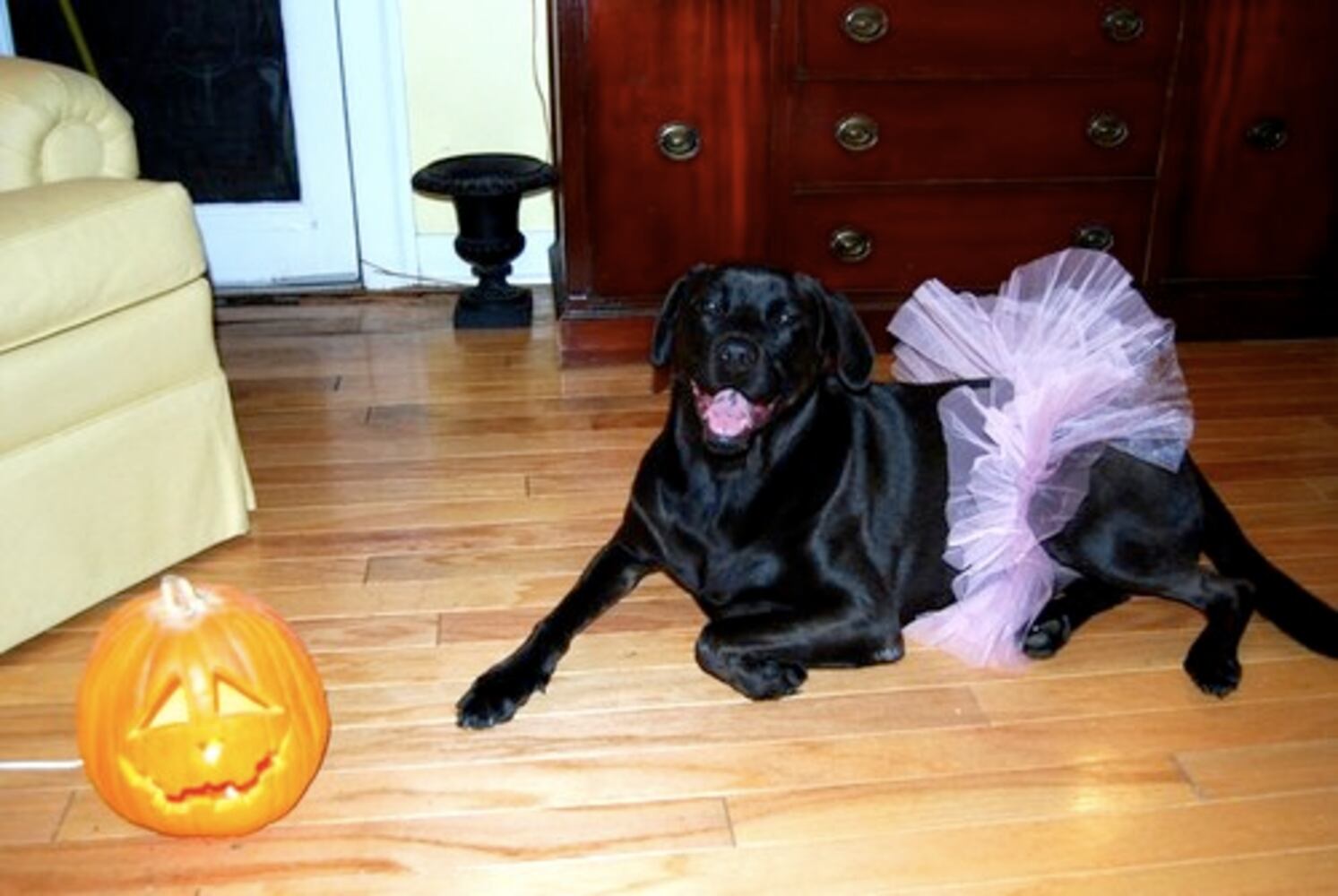Costumes for pets: Cute or creepy?