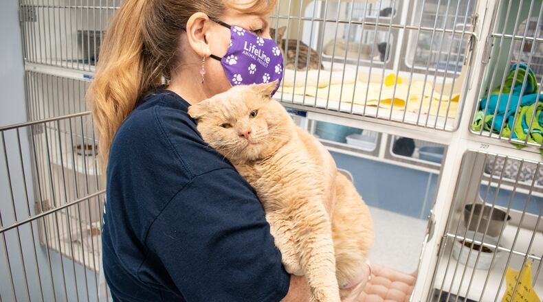 An anonymous donor is covering the cost of adoptions Thursday through Sunday including vaccinations and microchips as well as spay and neutering the dogs and cats. Photo Courtesy Lifeline Animal Project