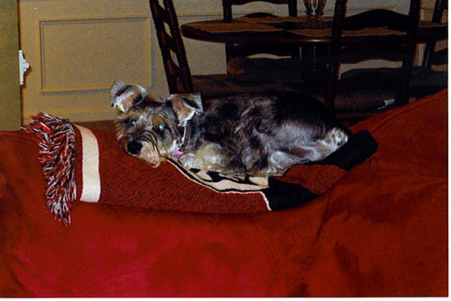 Atlanta's Top Dogs: 8. Schnauzers