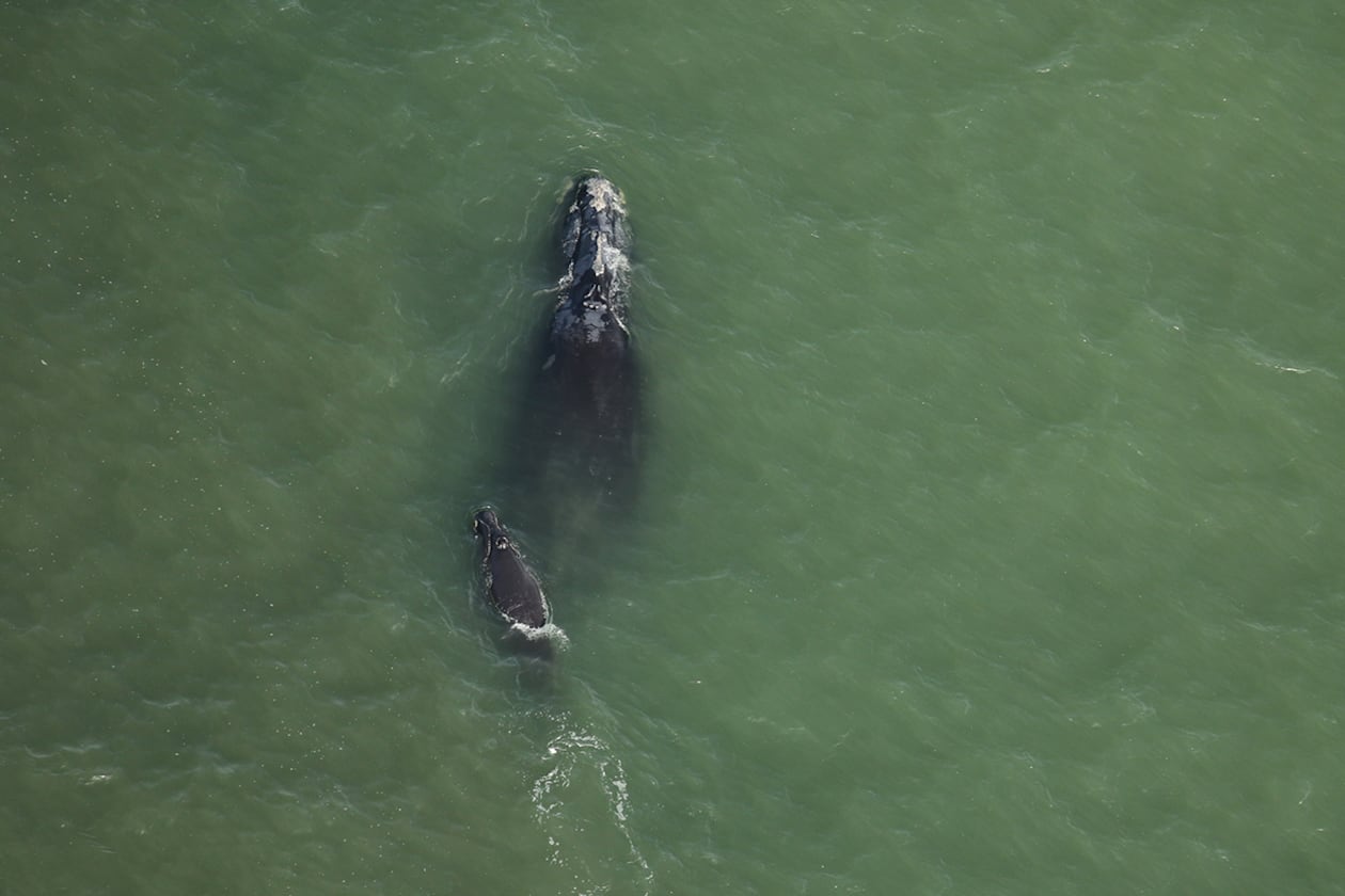 A right whale known as Millipede was seen with her third known calf in early December. (Courtesy of Clearwater Marine Aquarium Research Institute, taken under NOAA permit #26919. Funded by the U.S. Army Corps of Engineers)