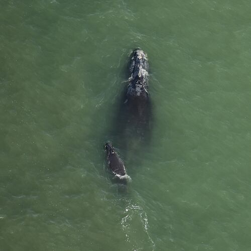 A right whale known as Millipede was seen with her third known calf in early December. (Courtesy of Clearwater Marine Aquarium Research Institute, taken under NOAA permit #26919. Funded by the U.S. Army Corps of Engineers)