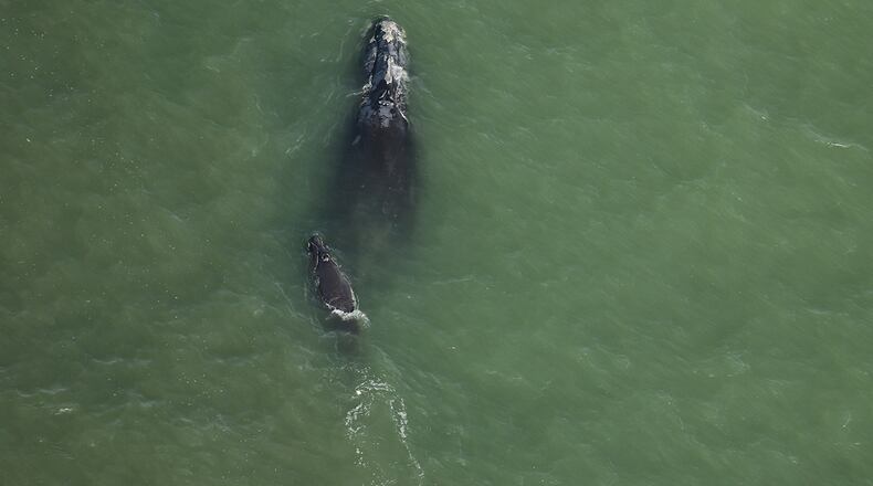 A right whale known as Millipede was seen with her third known calf in early December. (Courtesy of Clearwater Marine Aquarium Research Institute, taken under NOAA permit #26919. Funded by the U.S. Army Corps of Engineers)