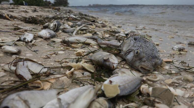 Dead fish wash ashore in the Sanibel causeway after dying in a red tide on August 1, 2018 in Sanibel, Florida. Red tide season usually lasts from October to around February, but the current red tide has stayed along the coast for around 10 months, killing massive amounts of fish as well as sea turtles, manatees and a whale shark swimming in the area.