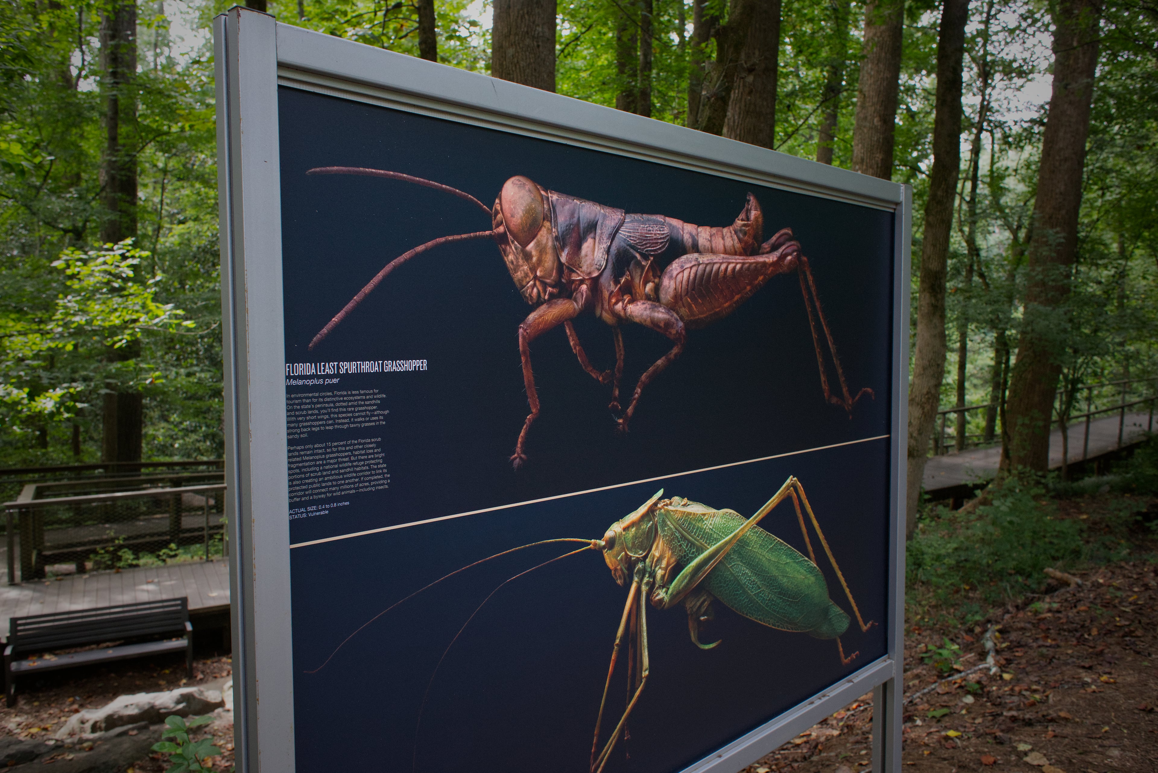 “There’s the beauty and the celebration of these creatures" in the exhibit, Biss has said. "But there’s also a somberness when you marvel at these insects and start to understand that they are already extinct, or close to being gone, and the reason for that is us, primarily.” (Dustin Timbrook)