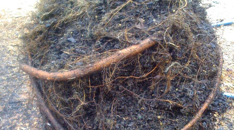 Roots that circle inside a pot can become problematic in a few years. PHOTO CREDIT: Walter Reeves