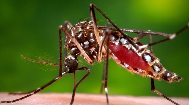 FILE - This 2006 photo provided by the Centers for Disease Control and Prevention shows a female Aedes aegypti mosquito in the process of acquiring a blood meal from a human host. (James Gathany/Centers for Disease Control and Prevention via AP, File)