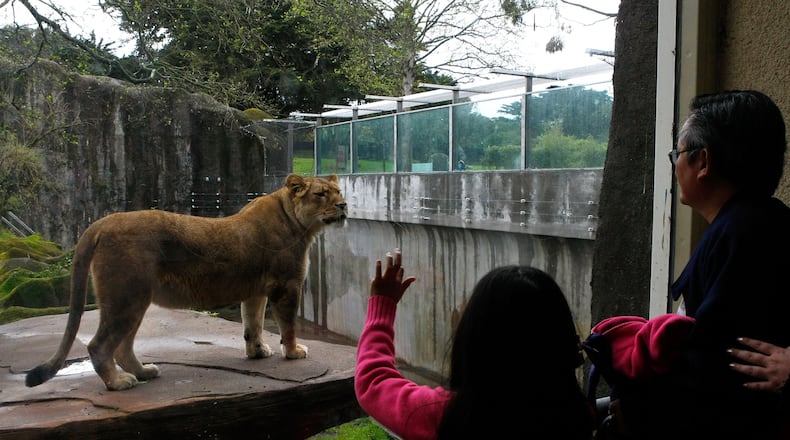 SAN FRANCISCO - FEBRUARY 21: Zoo patrons look through a window at an African lion in a renovated big cat grotto at the San Francisco Zoo February 21, 2008 in San Francisco, California. The San Francisco Zoo reopened its big cat grottos for public viewing almost two months after a man was fatally mauled by a Siberian tiger that escaped from its enclosure on Christmas day. Renovations to the enclosures included an extension of the concrete moat to 16 feet, 4 inches from the bottom, installation of glazing and fencing barrier, and installation of a hot wire electric fence. (Photo by Justin Sullivan/Getty Images)