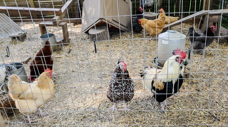Homeowner Andy McKeegan's pets are his 20 chickens that hang out in the coop and chicken run in his Kirkwood backyard. "I eat their eggs, but I do not eat them," McKeegan said. "They're lots of fun."