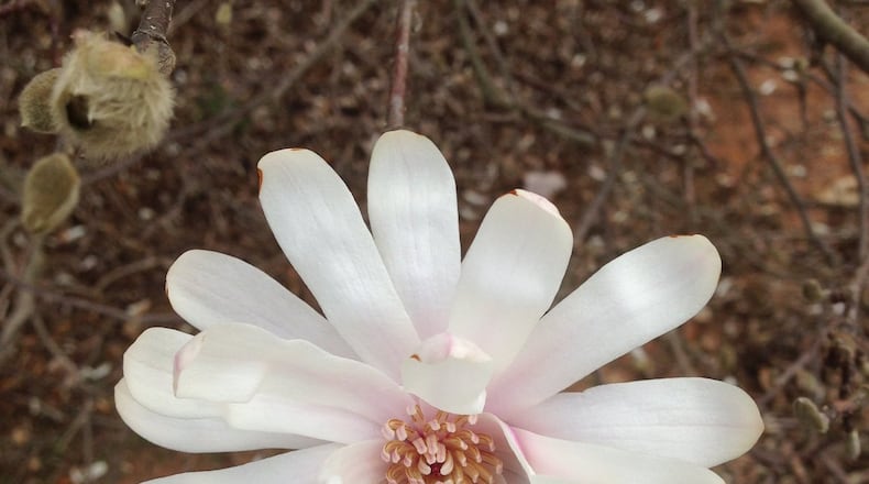 Trees need lots of root growth after planting to produce beautiful flowers, like this star magnolia bloom. WALTER REEVES