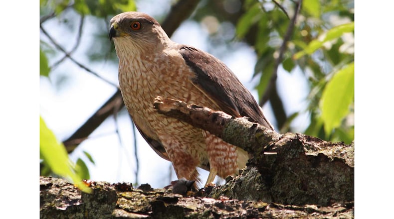 The Cooper's hawk is one of the birds, named for a person, that will undergo a name change next year. The bird was named for William Cooper (1798-1864), a New York scientist. (Courtesy of Sagamore66/Creative Commons)