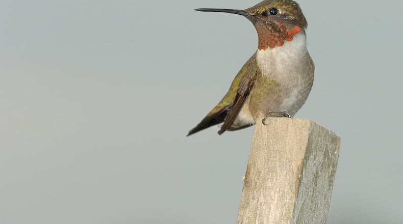 Ruby-throated hummingbirds (like the male shown here) are arriving in Georgia now from Mexico and Central America for their summer nesting season. Despite their tiny size, the hummingbirds fly 600 miles nonstop across the Gulf of Mexico during spring and fall migrations. (Joe Schmid/Creative Commons/Wikipedia)