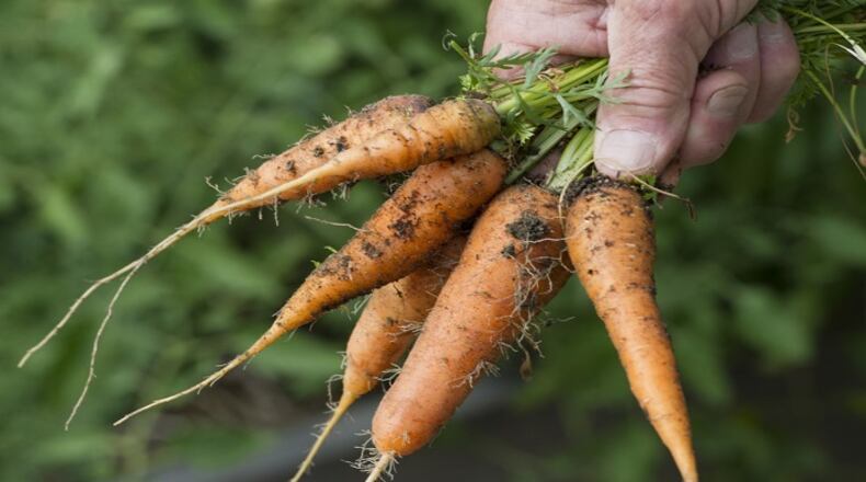 Carrots are among the healthful edibles being grown in the garden, which addresses hunger in the community. (Lezlie Sterling/The Sacramento Bee/MCT)