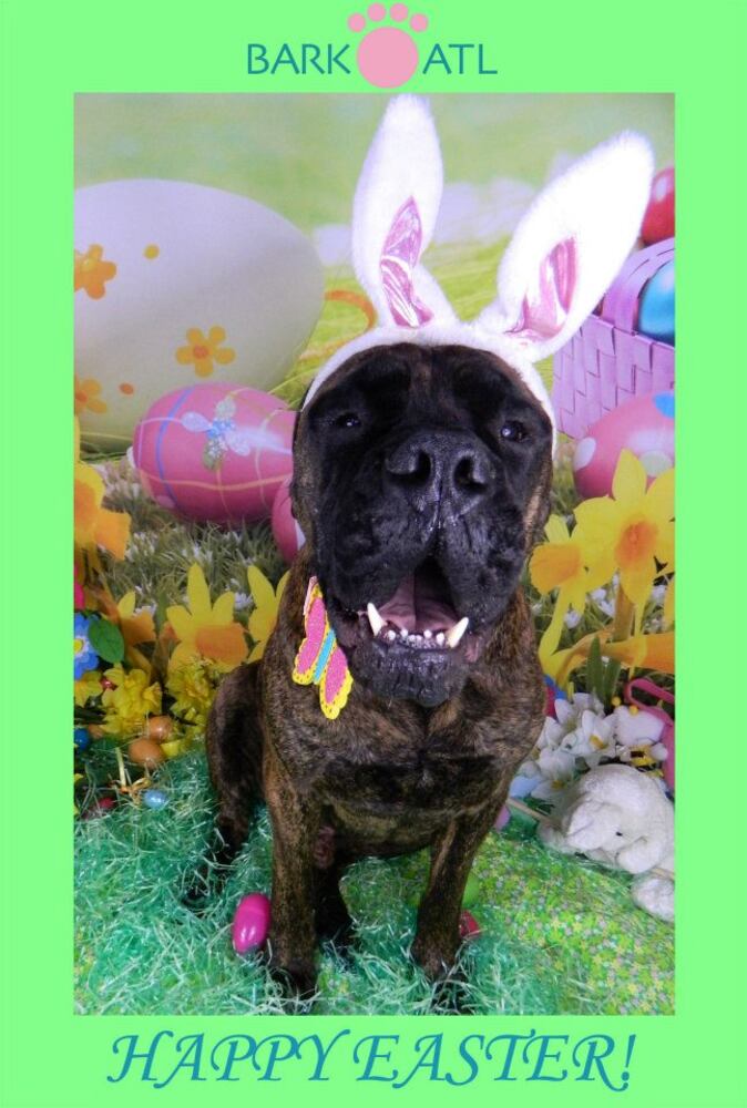 Easter pups on parade at Bark ATL 2013
