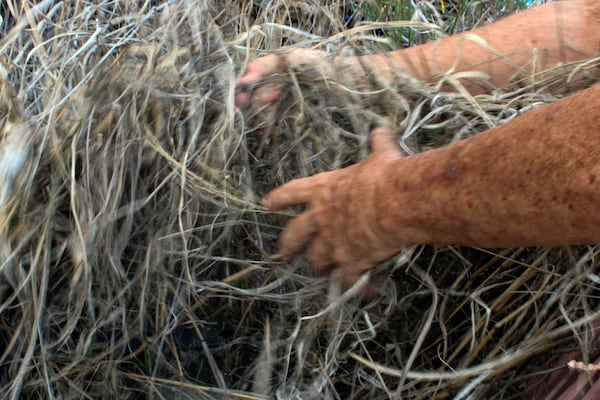 Calvin Endo grabs grass that grows brown during wildfire season on private property behind his home on Saturday, July 5, 2025, in Waianae, Hawaii. (AP Photo/Jennifer Sinco Kelleher)