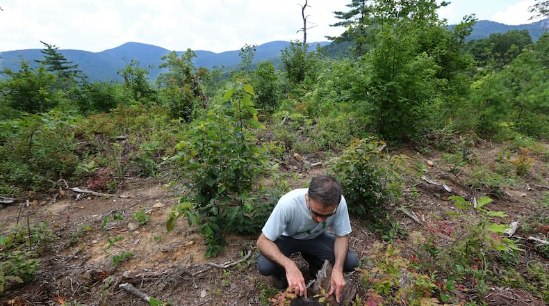 Jess Riddle, of Georgia ForestWatch, checks the age of a tree stump on a partially timbered mountain ridge in the Warwoman Wildlife Management Area. CURTIS COMPTON / CCOMPTON@AJC.COM