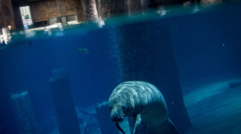 File photo. (Photo by Chris McGrath/Getty Images)